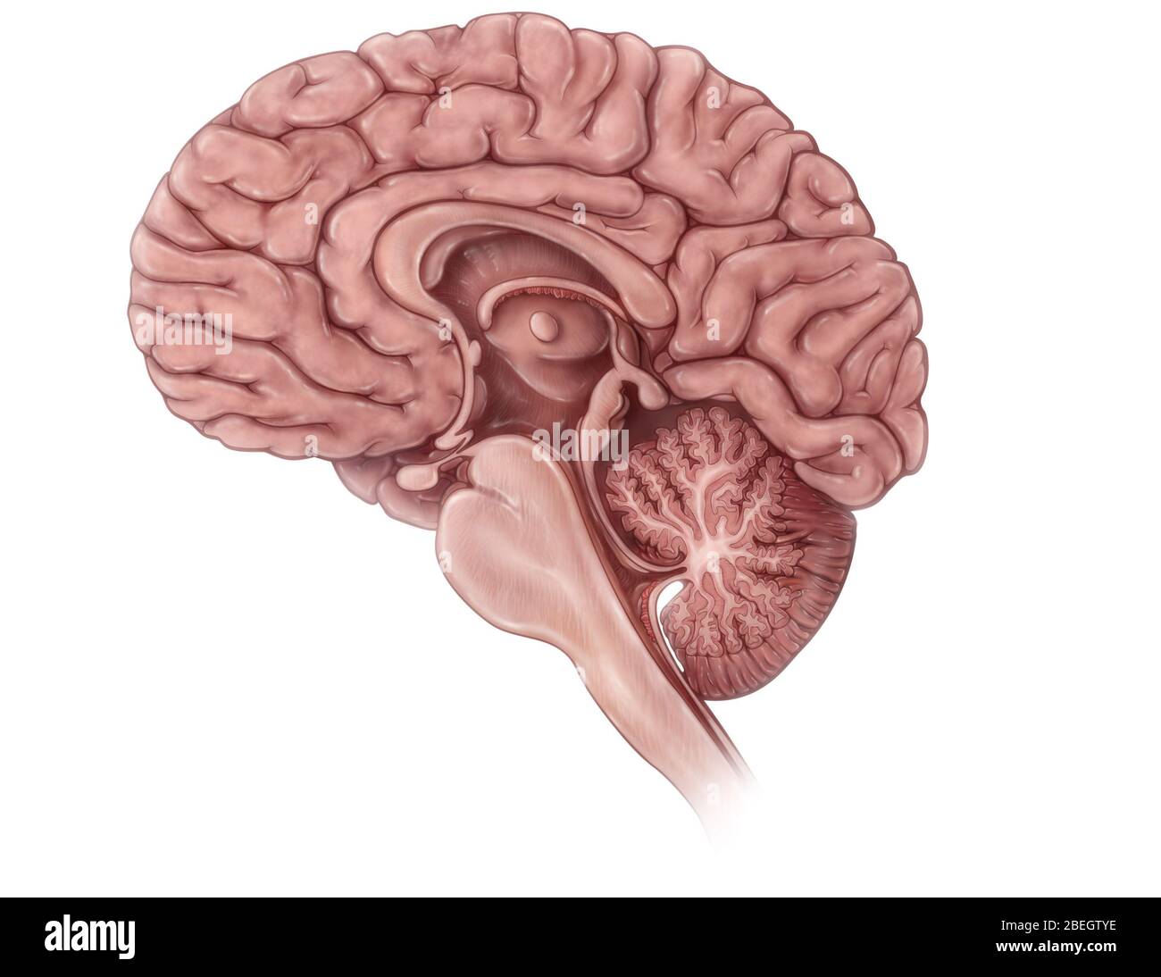 Gehirn, Mittlere Sagittale Ansicht Stockfoto