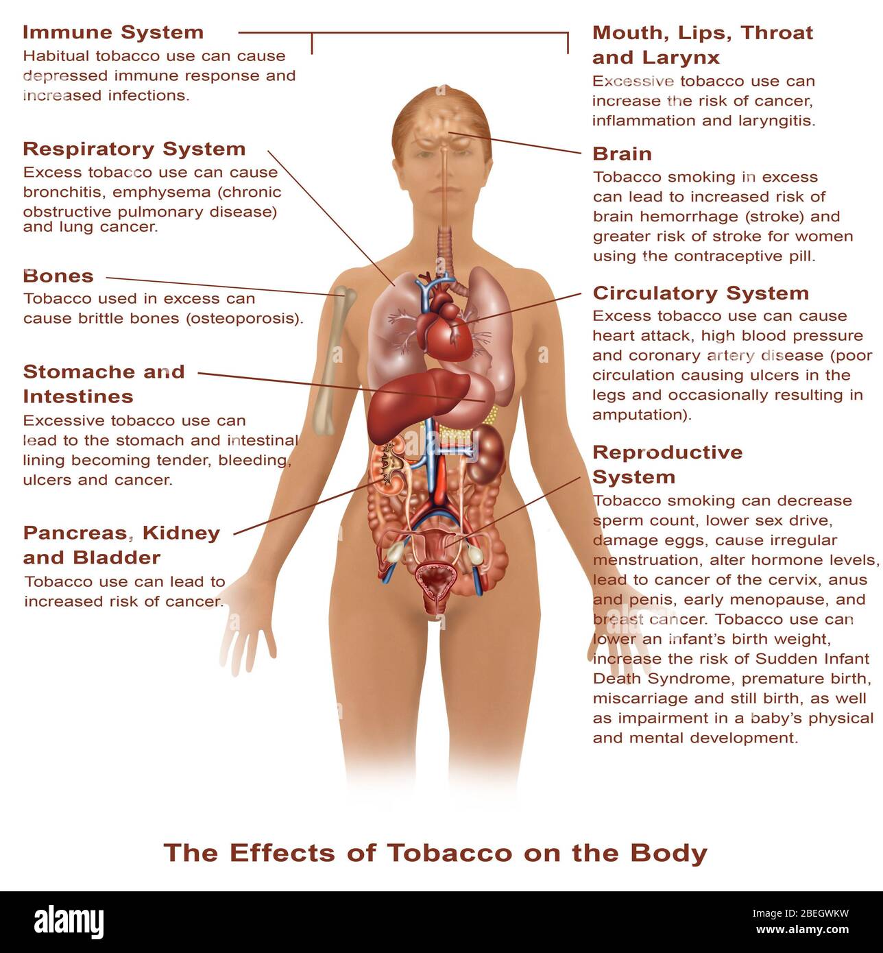 Auswirkungen des Tabakkonsums Stockfoto