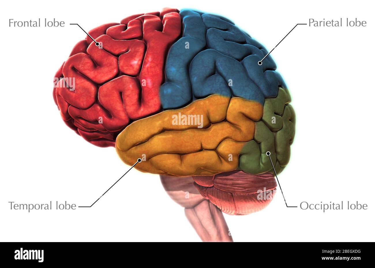 Was Ist Eine Läsion Im Gehirn Anatomie Des Menschlichen Gehirns, Laterale Ansicht Stockfotografie - Alamy