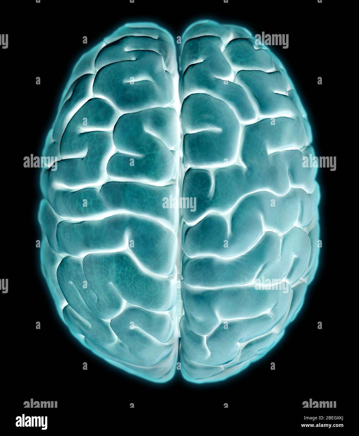 Menschliches Gehirn, Überlegene Ansicht Stockfoto