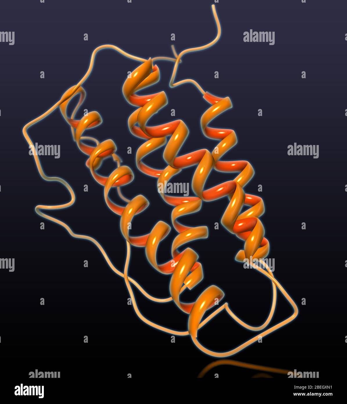Molekulares Erythropoietin-Modell Stockfoto