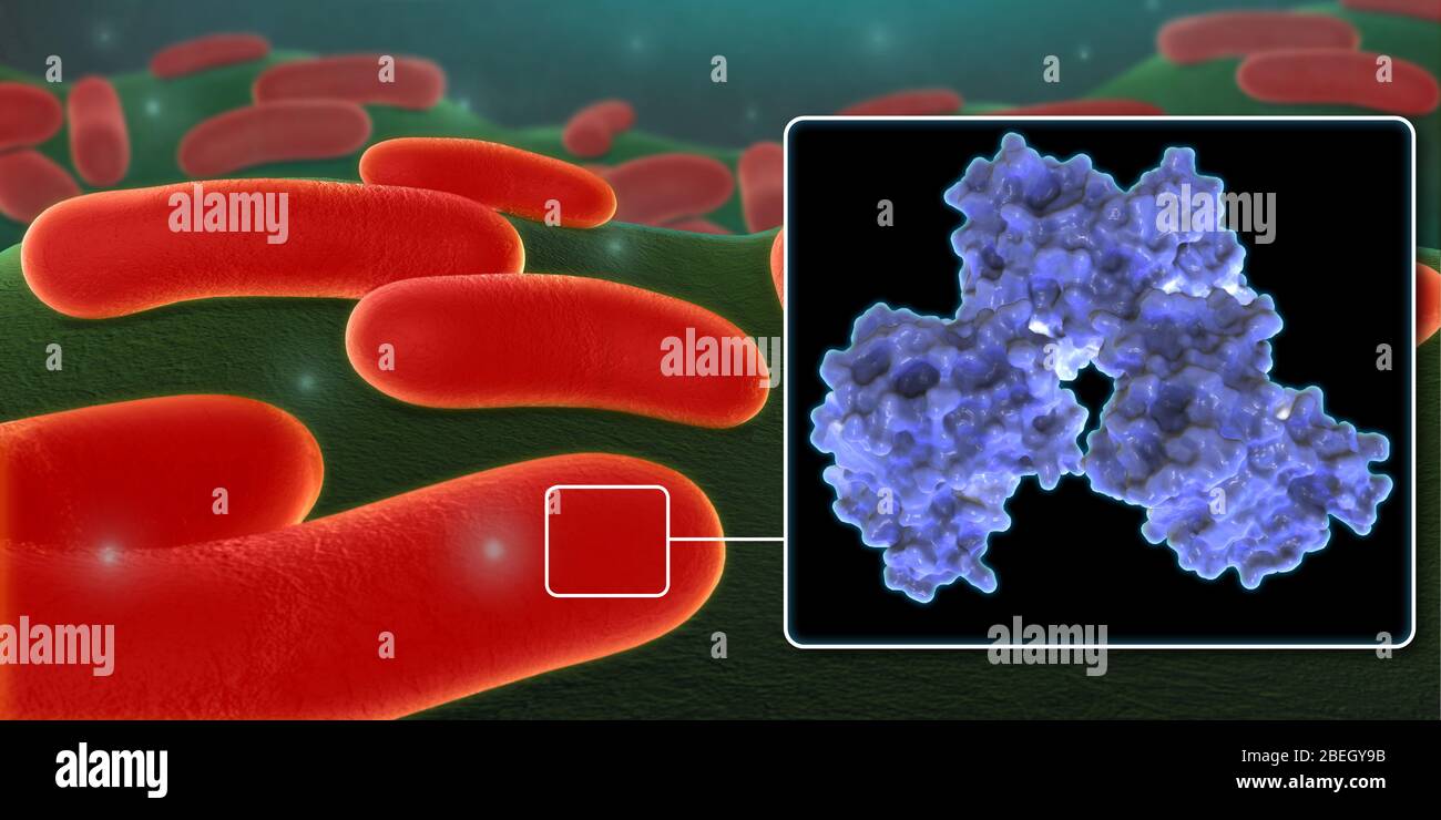 Carbapenem-resistente Enterobacteriaceae Stockfoto