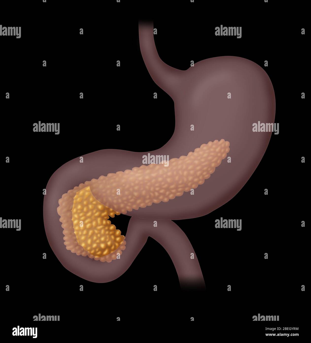 Insulin produzierendes organ -Fotos und -Bildmaterial in hoher