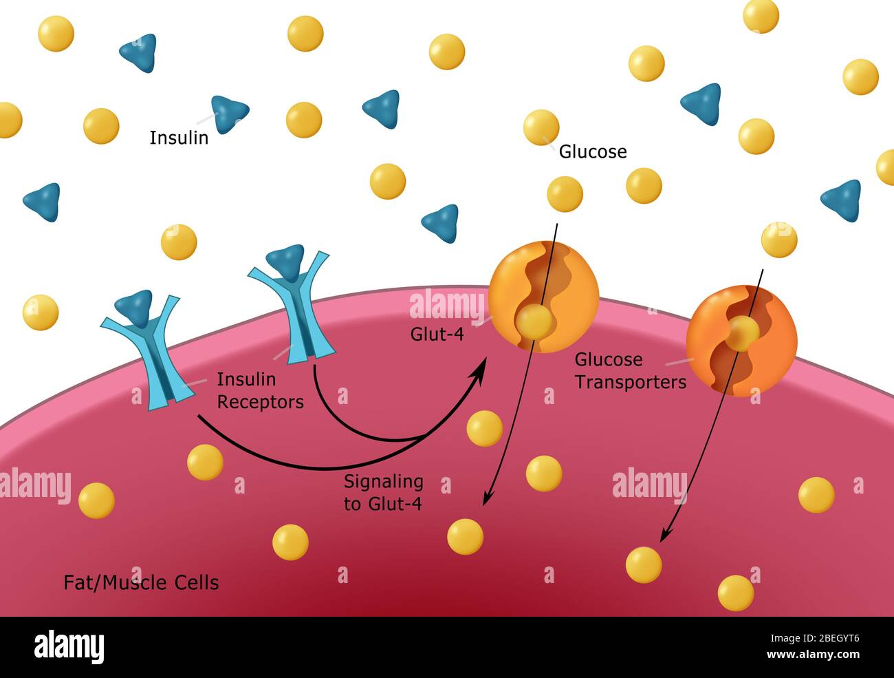 Normale Insulin- Und Glukoseproduktion Stockfoto