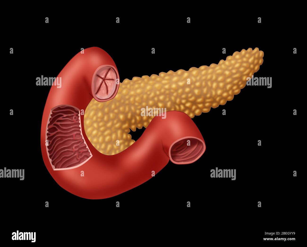 Bauchspeicheldrüse Und Dünndarm Stockfoto