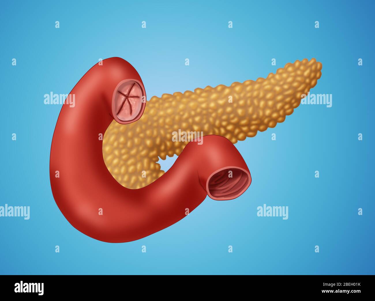 Bauchspeicheldrüse Und Dünndarm Stockfoto