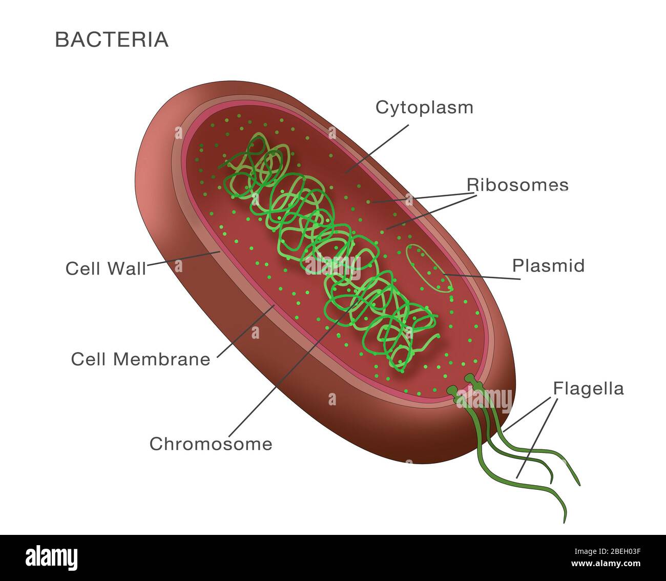 Bakteriendiagramm Stockfoto