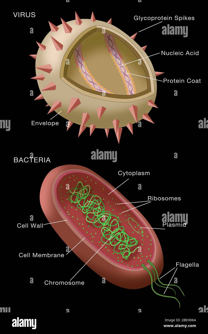 Virus- und Bakteriendiagramm Stockfoto