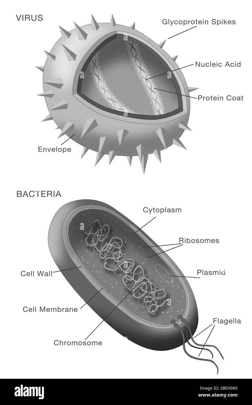 Virus- und Bakteriendiagramm Stockfoto