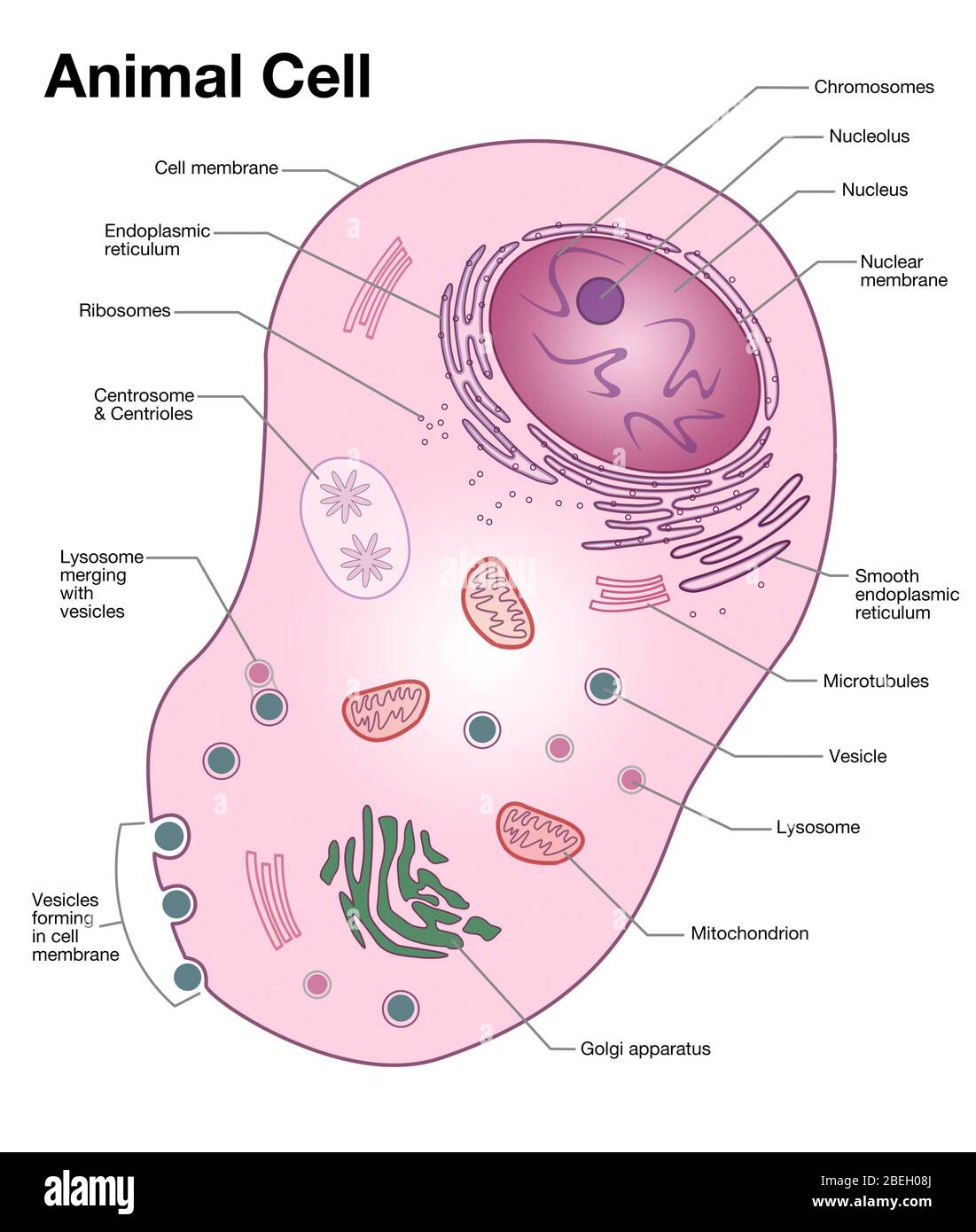 Tierische Zelle Diagramm Stockfoto