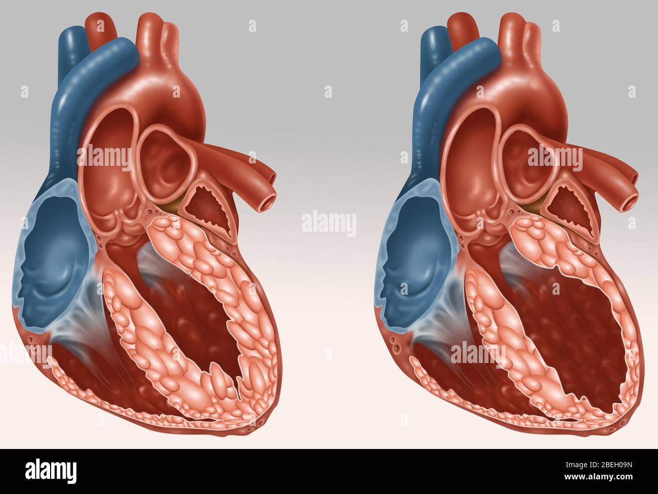 Herz Anatomie Stockfotos Und Bilder Kaufen Alamy