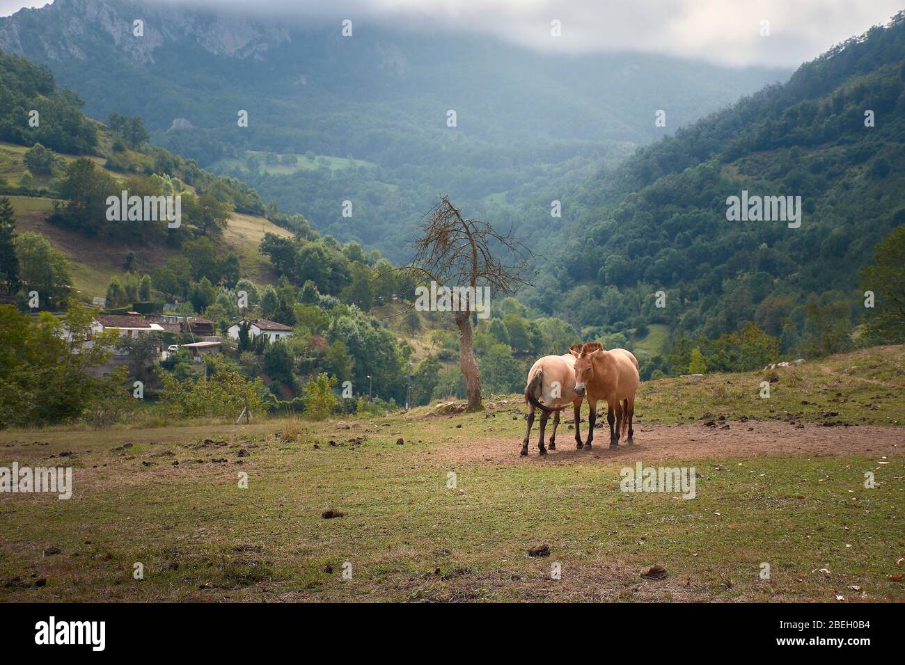Zwei Pferde im Norden Spaniens Stockfoto