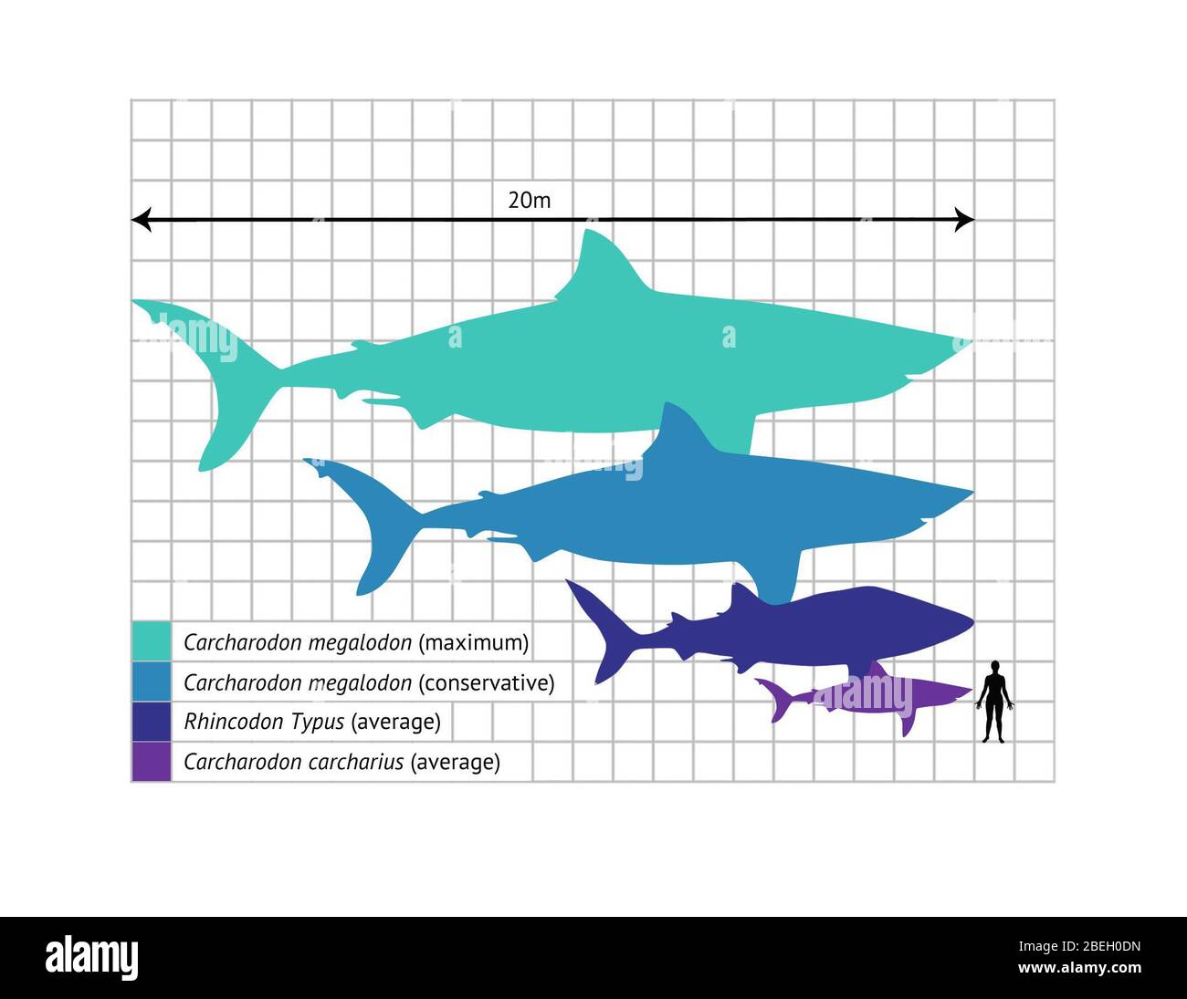 Größenvergleich Für Shark Stockfoto