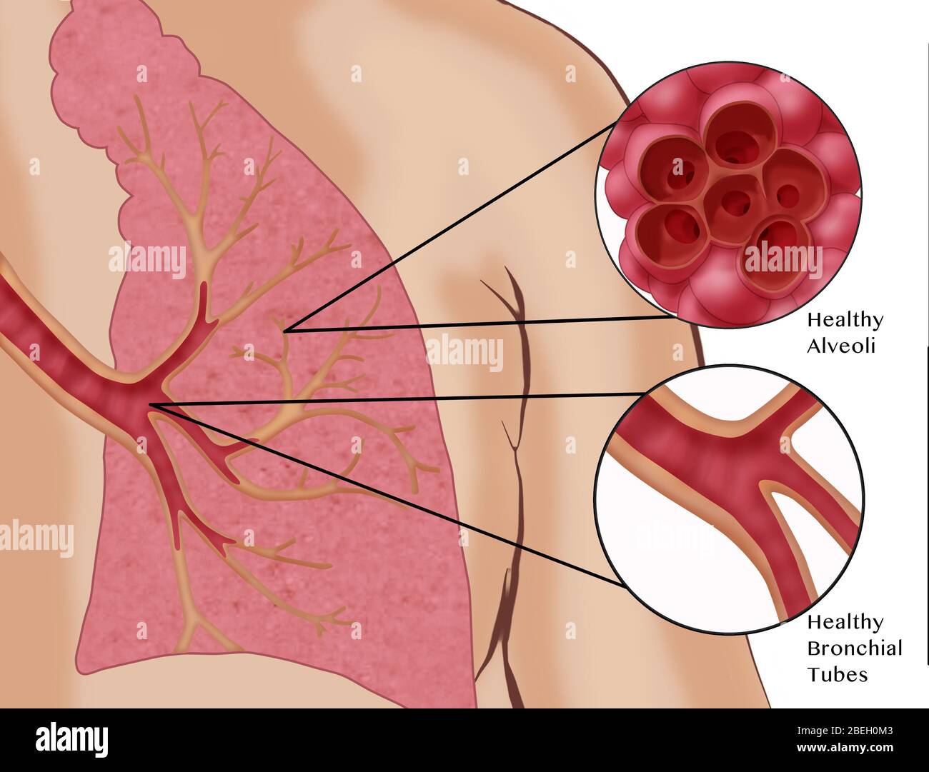 Gesunde Lunge Stockfoto