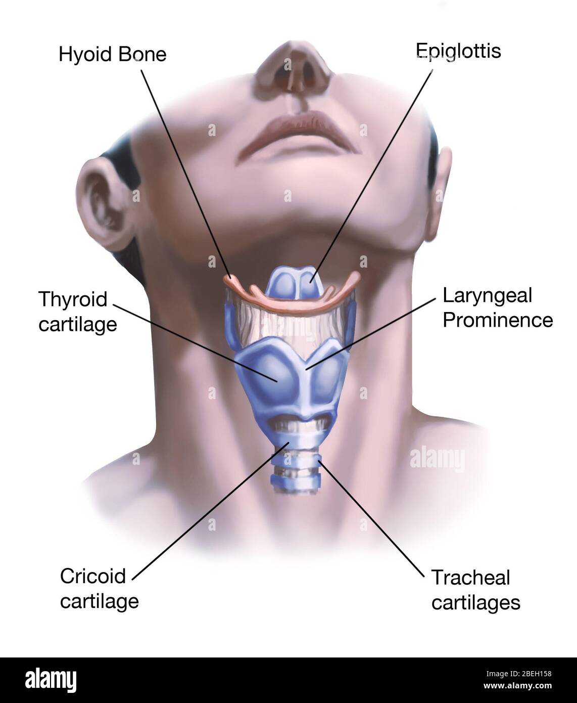 Anatomie des Halses Stockfotografie - Alamy