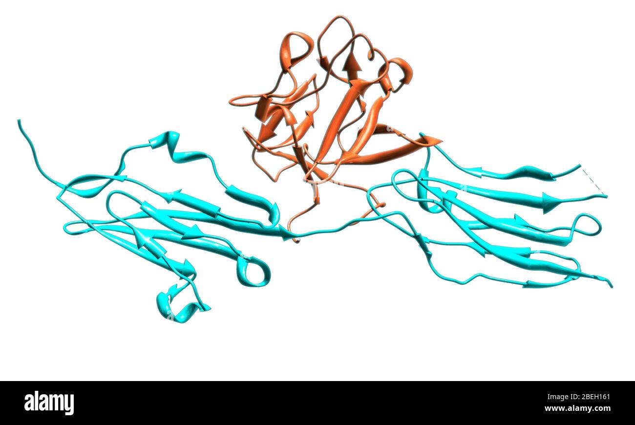 Ein molekulares Modell des Fibroblast-Wachstumsfaktorrezeptors 2 (FGFR2), ein Protein, das eine wichtige Rolle bei der Embryonalentwicklung und Gewebereparatur spielt, indem es Zellabgrenzung, Wachstum und Differenzierung vermittelt. Der Fibroblastenwachstumsfaktor 1 (orange) ist an der Kreuzung zwischen den beiden FGFR2-Einheiten (blau) gebunden. Mutationen im FGFR2-Gen sind mit einer Vielzahl von Erkrankungen verbunden, von denen viele eine abnorme Knochenentwicklung und Krebs beinhalten. Stockfoto