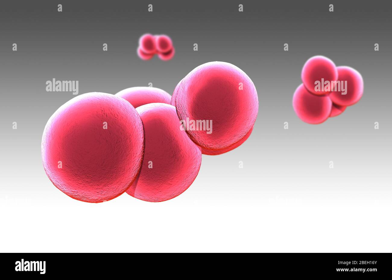 Methicillin-resistenter Staphylococcus aureus (MRSA) Stockfoto