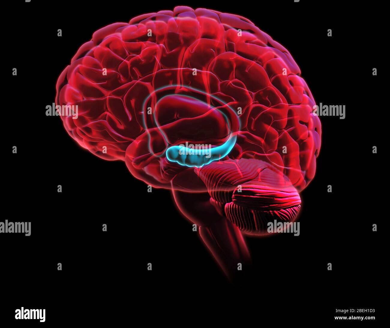 Hippocampus Anatomie, Kunstwerk Stockfoto