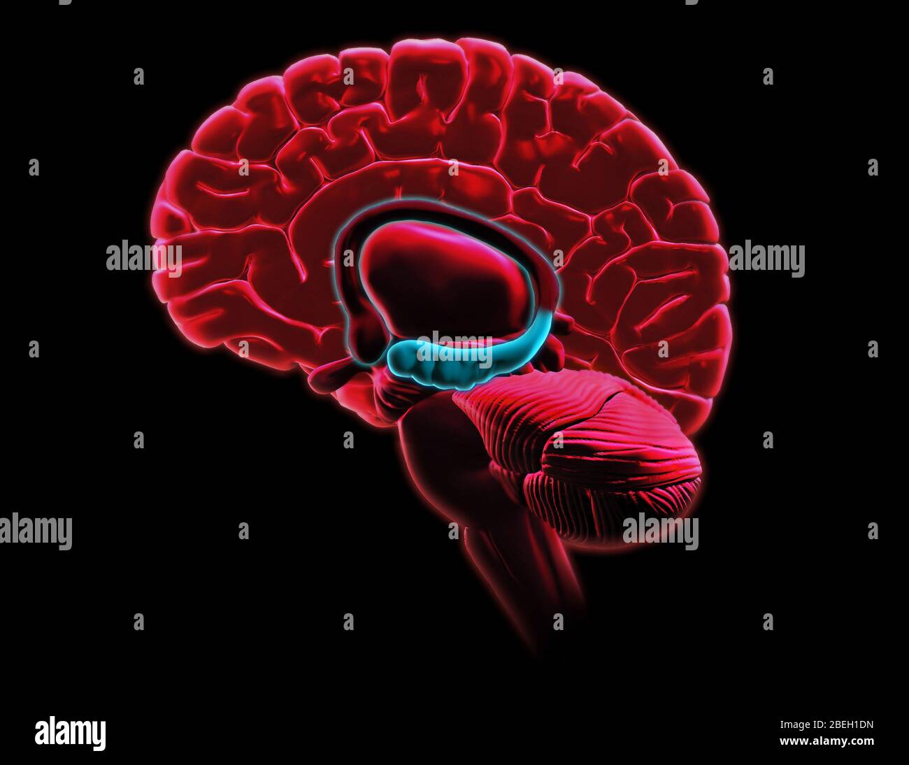 Hippocampus Anatomie, Kunstwerk Stockfoto