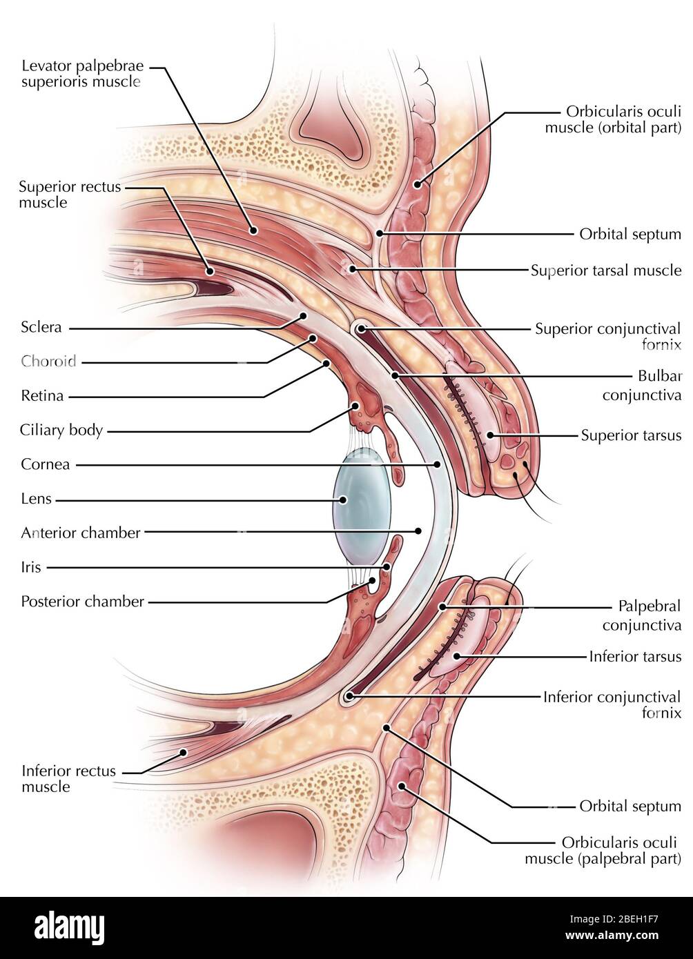 Anatomie des Auges und der Augenlider Stockfoto