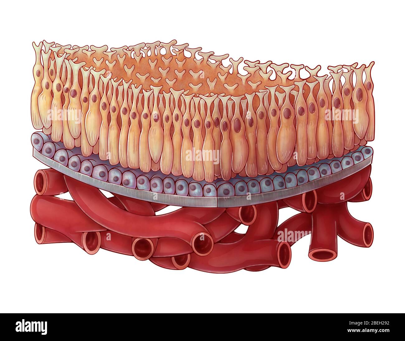 Makula der Retina, Illustration Stockfoto