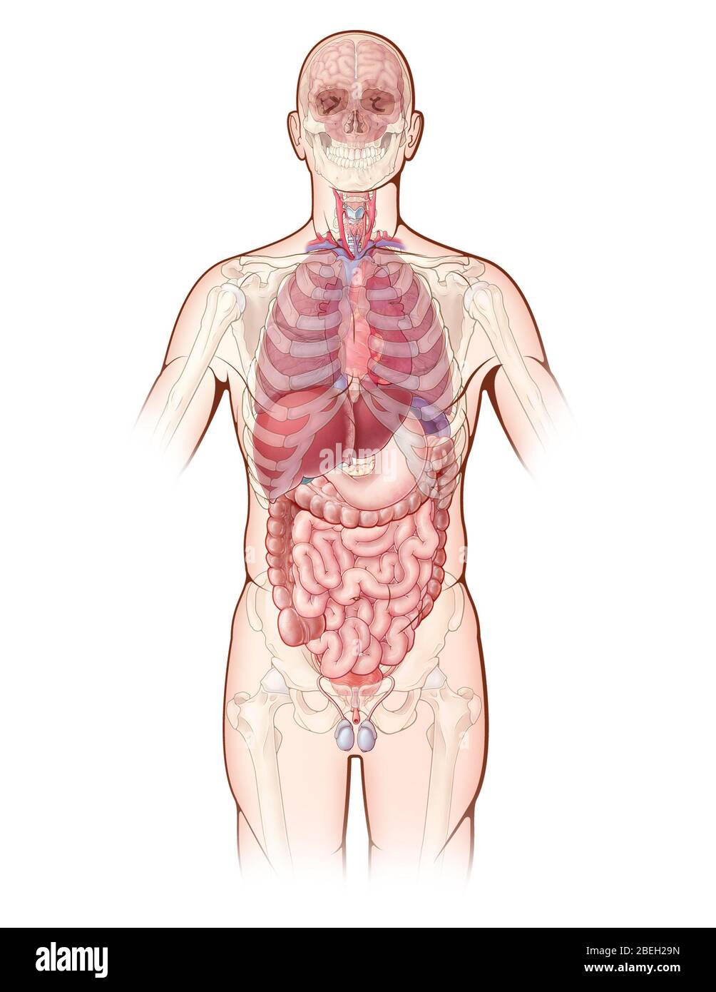 Eine Illustration, die die wichtigsten Organe im menschlichen Körper darstellt, sowie eine entwirrte Ansicht der Knochen des Skeletts. Stockfoto