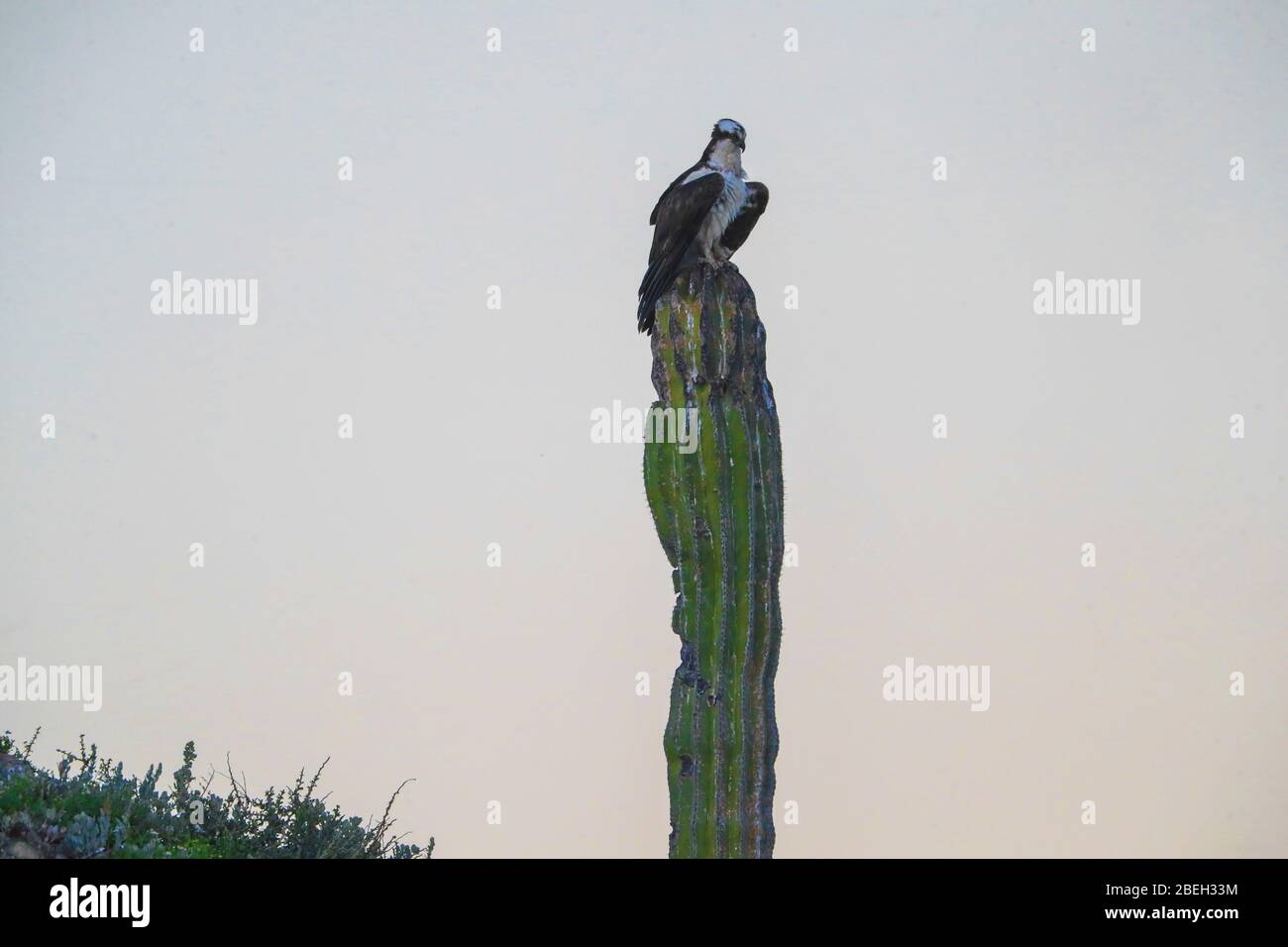 Ein Fischadler posiert auf Kaktus, Sahuaro in El Choyudo, Sonora Mexico un aguila pescadora posa sobre en Cactus, Sahuaro en el Choyudo, Sonora México ... Stockfoto