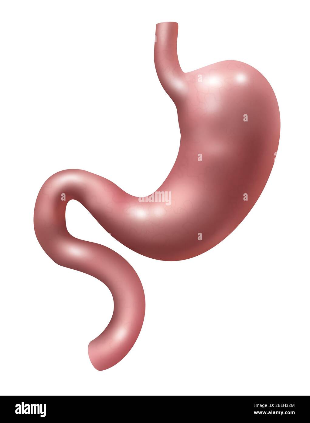 Verdauungssystem, Illustration Stockfoto