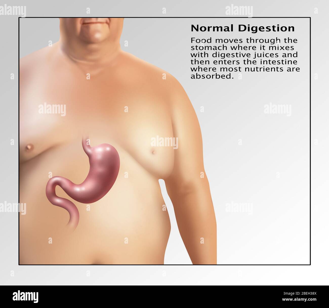 Verdauungssystem, Illustration Stockfoto