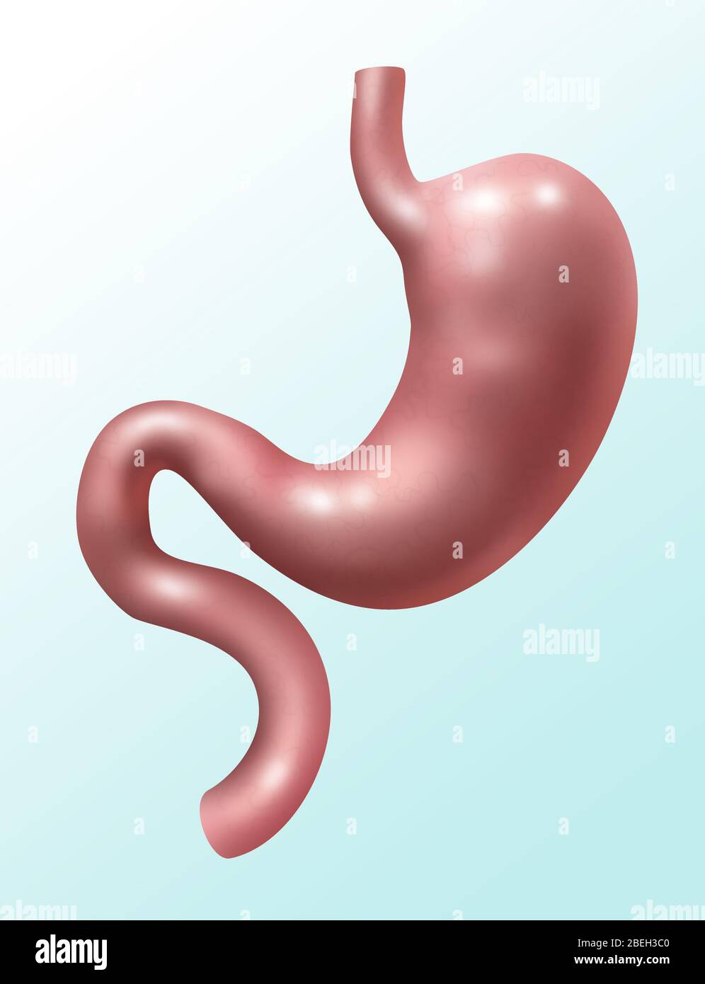 Verdauungssystem, Illustration Stockfoto