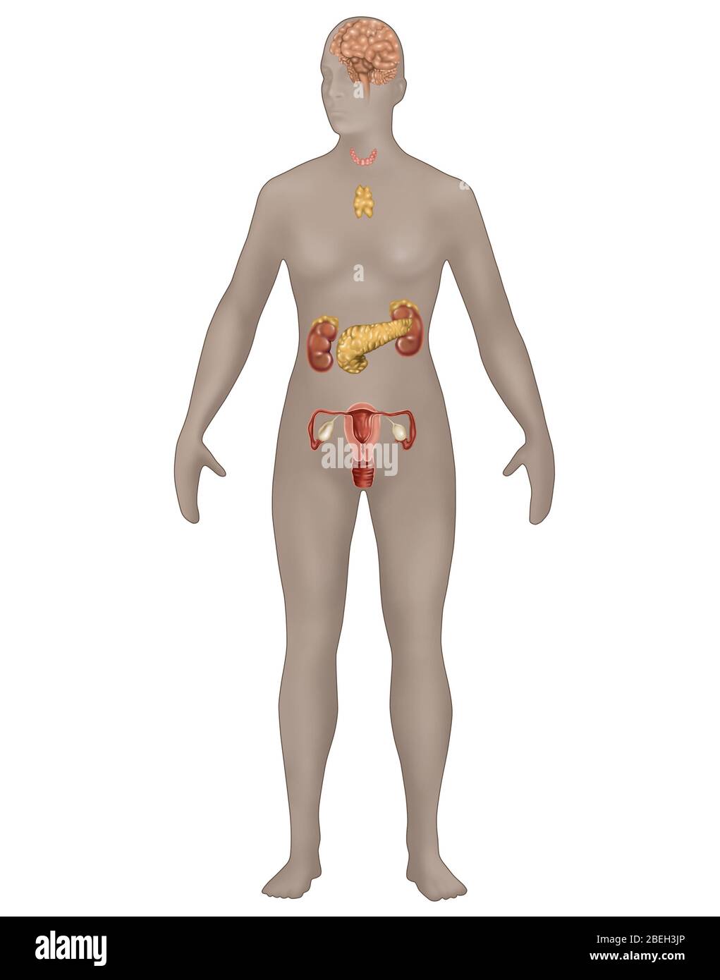 Endokrines System in der weiblichen Anatomie Stockfoto