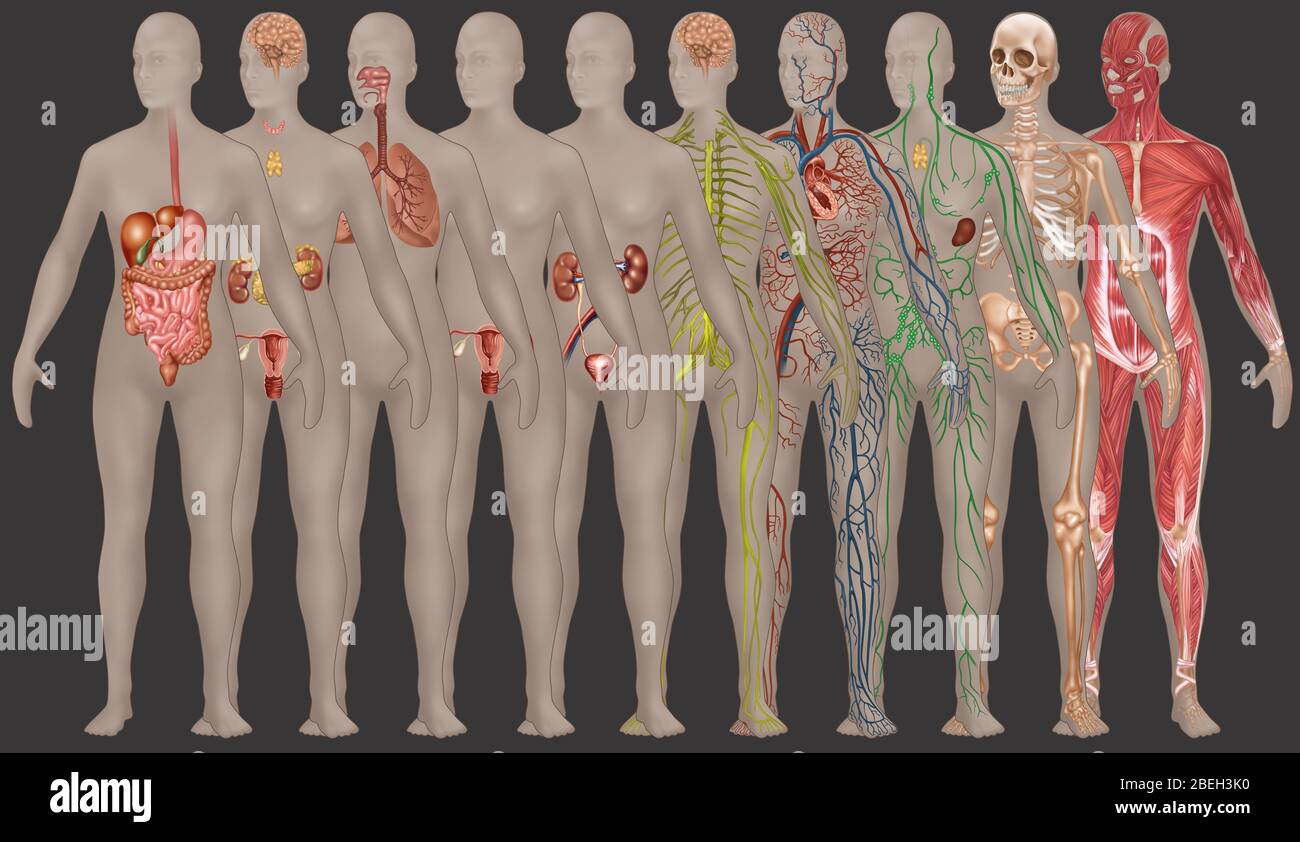 Menschliche Systeme in der weiblichen Anatomie Stockfoto