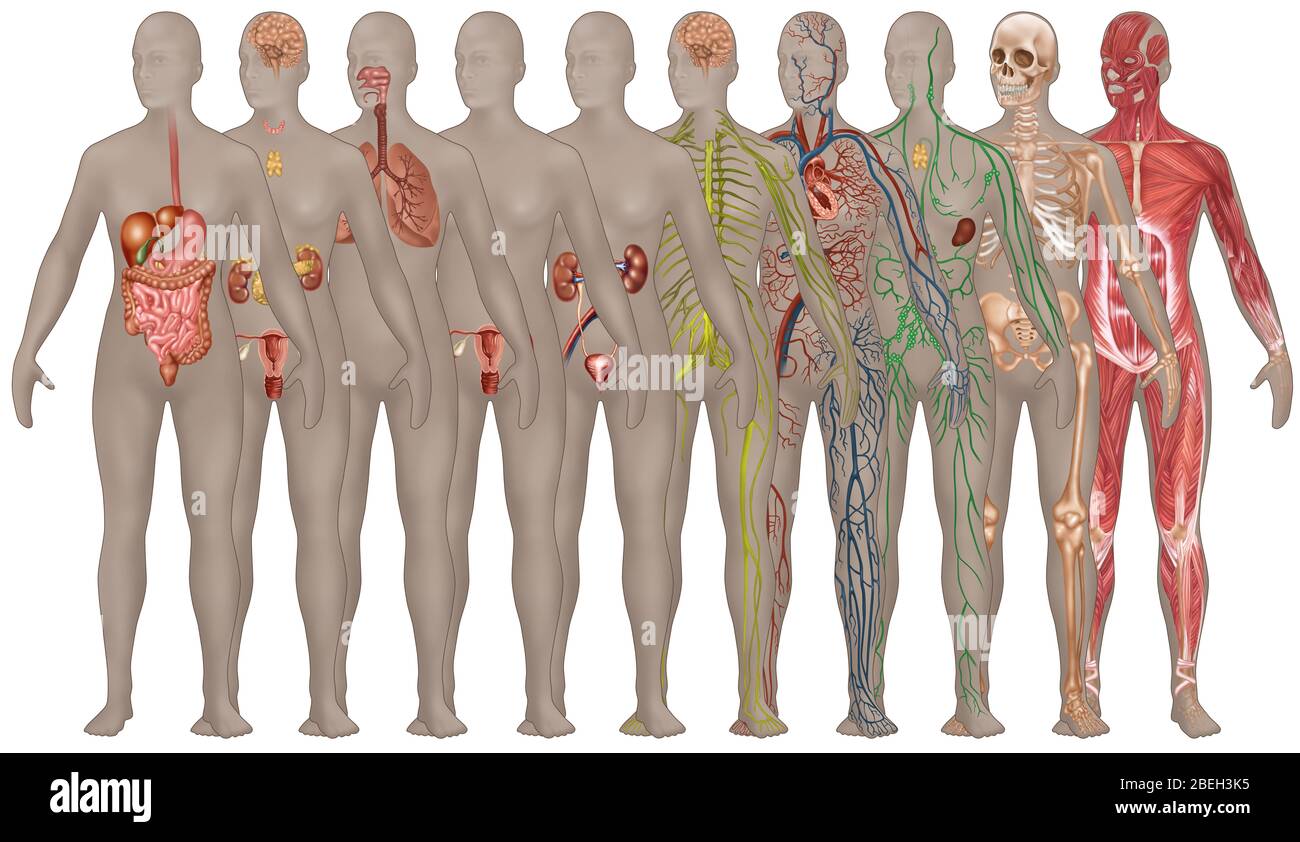 Menschliche Systeme in der weiblichen Anatomie Stockfoto