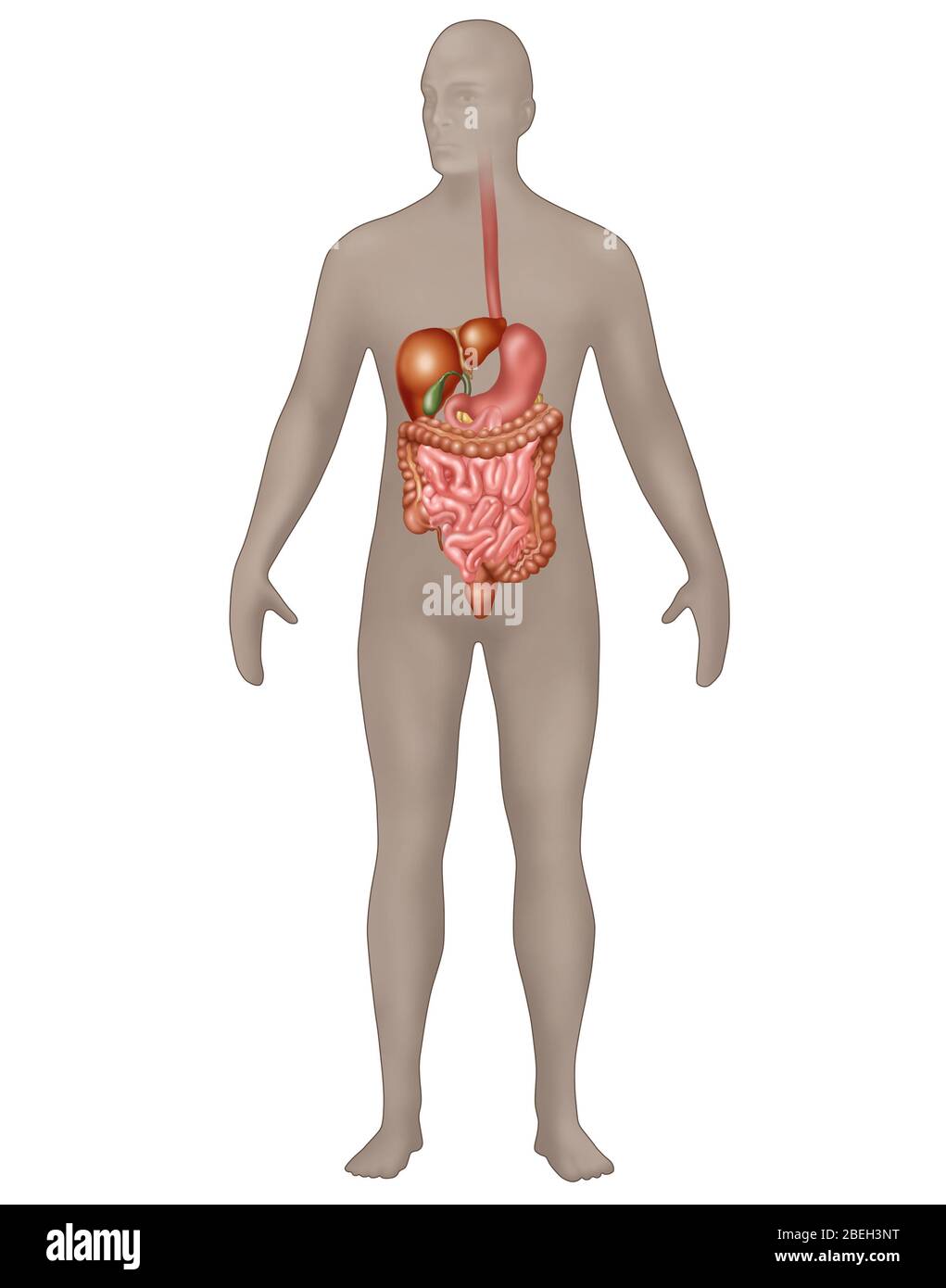 Verdauungssystem in männliche Anatomie Stockfoto