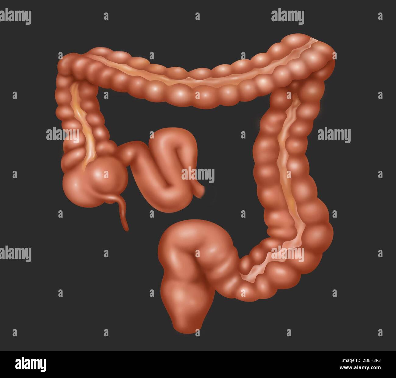 Dickdarm, Illustration Stockfoto