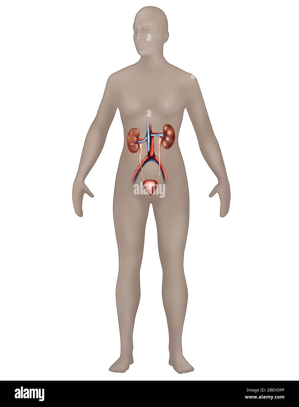 Harnsystem in der weiblichen Anatomie Stockfoto