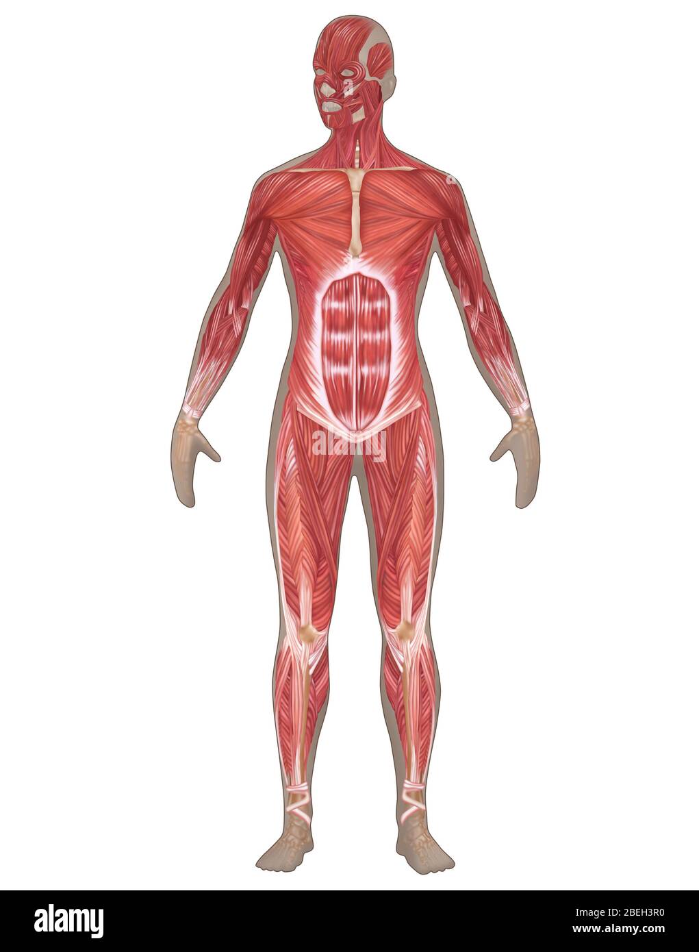 Muskuläres System in der weiblichen Anatomie Stockfoto