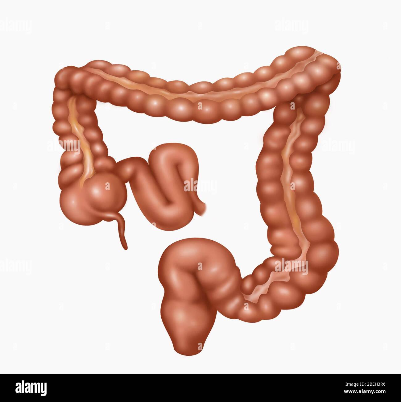 Dickdarm, Illustration Stockfoto