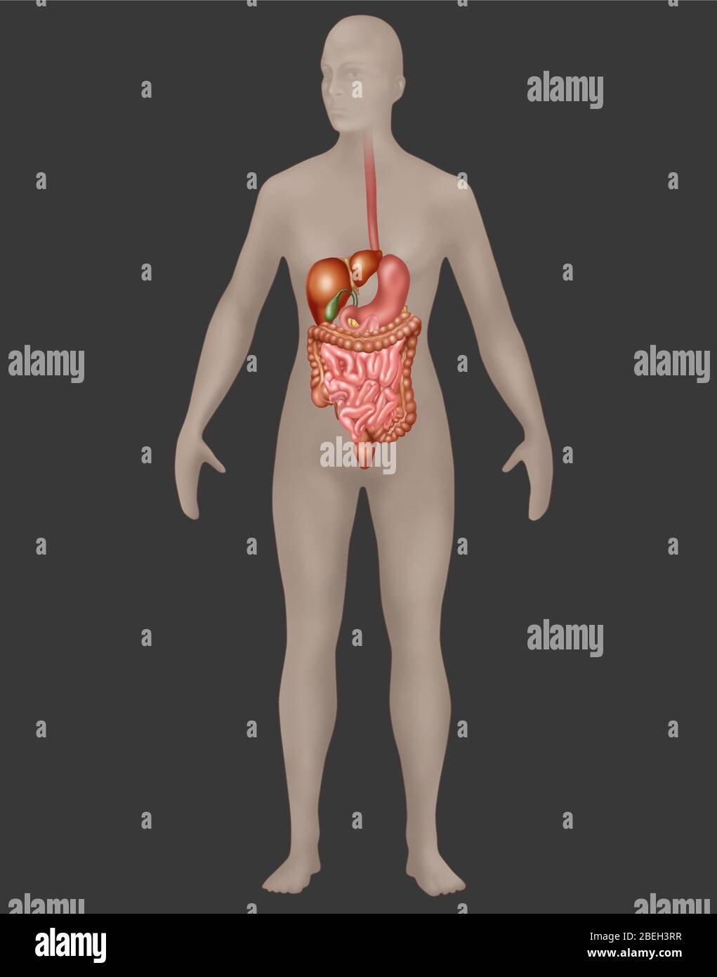 Verdauungssystem in der weiblichen Anatomie Stockfoto