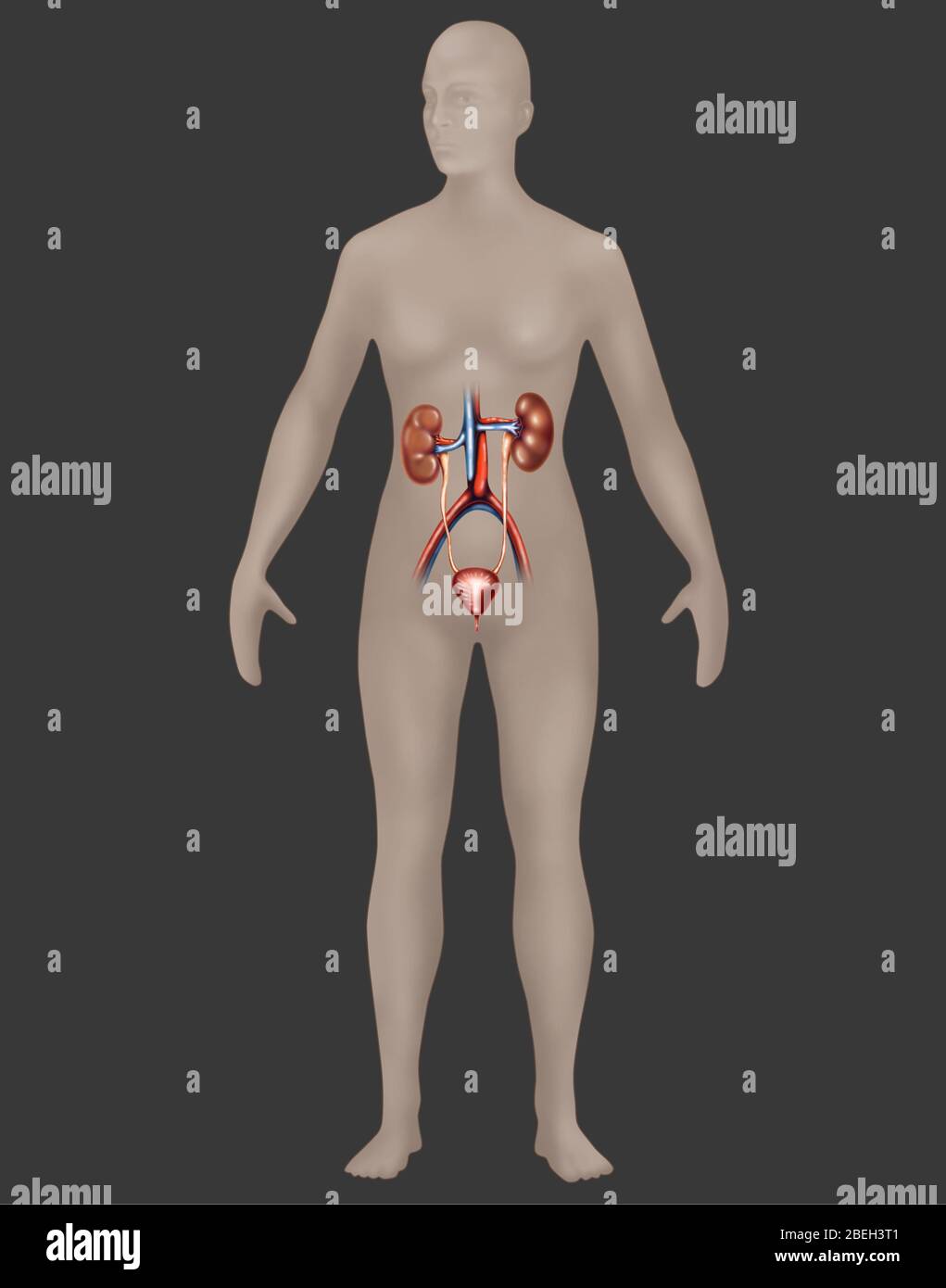 Harnsystem in der weiblichen Anatomie Stockfoto