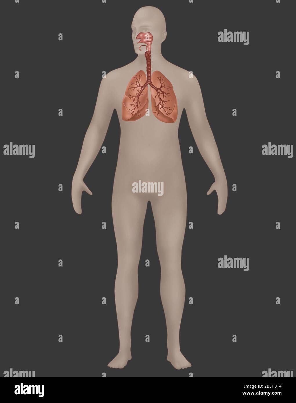 Atemsystem in der männlichen Anatomie Stockfoto