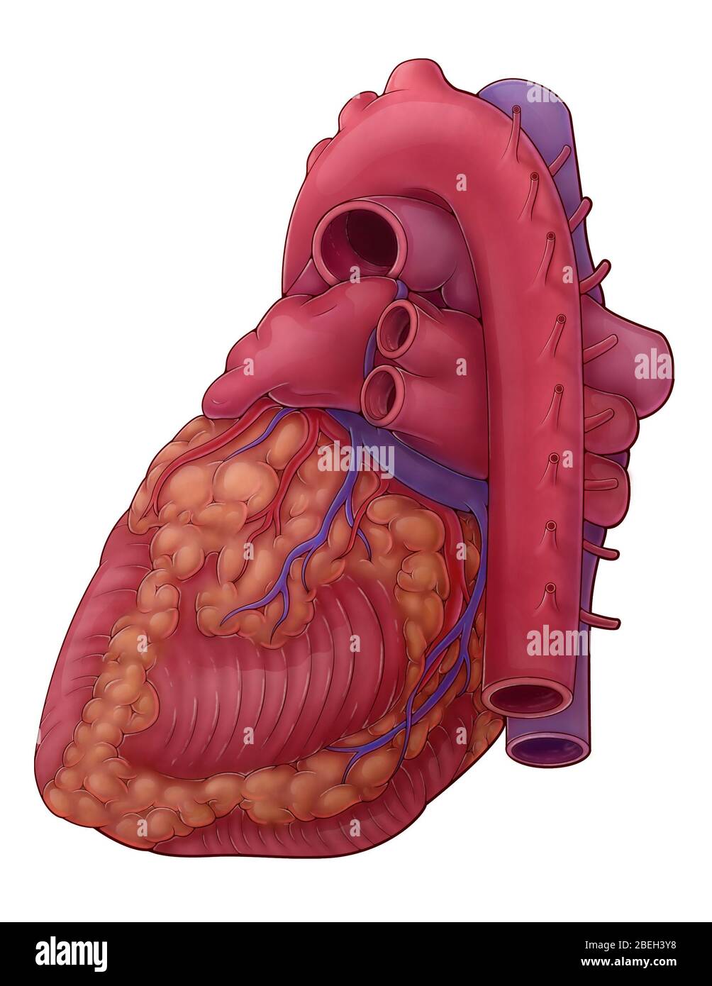Eine Darstellung des Herzens aus einer posterolateralen Ansicht, die Äste der Koronararterie, des Koronarsinus, der Lungenvenen, der Lungenarterien und der Aorta darstellt. Stockfoto