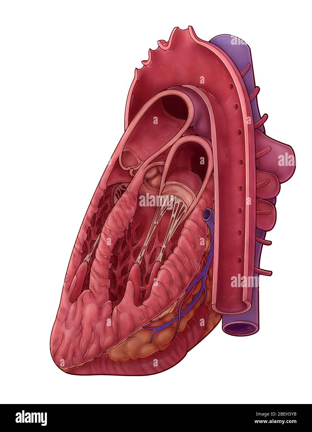 Herzquerschnitt, Illustration Stockfoto