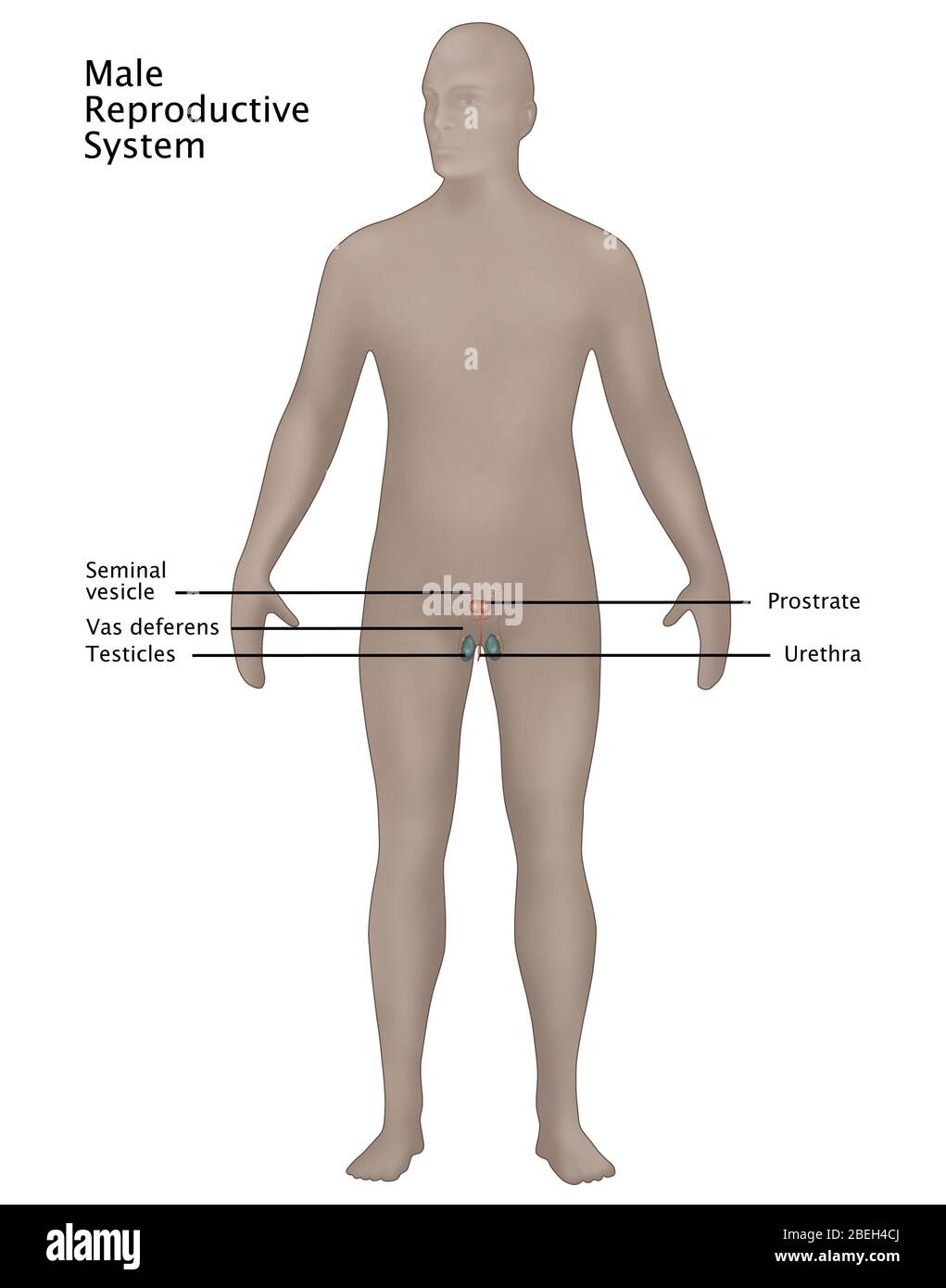 Männlichen Geschlechtsorgane Stockfoto