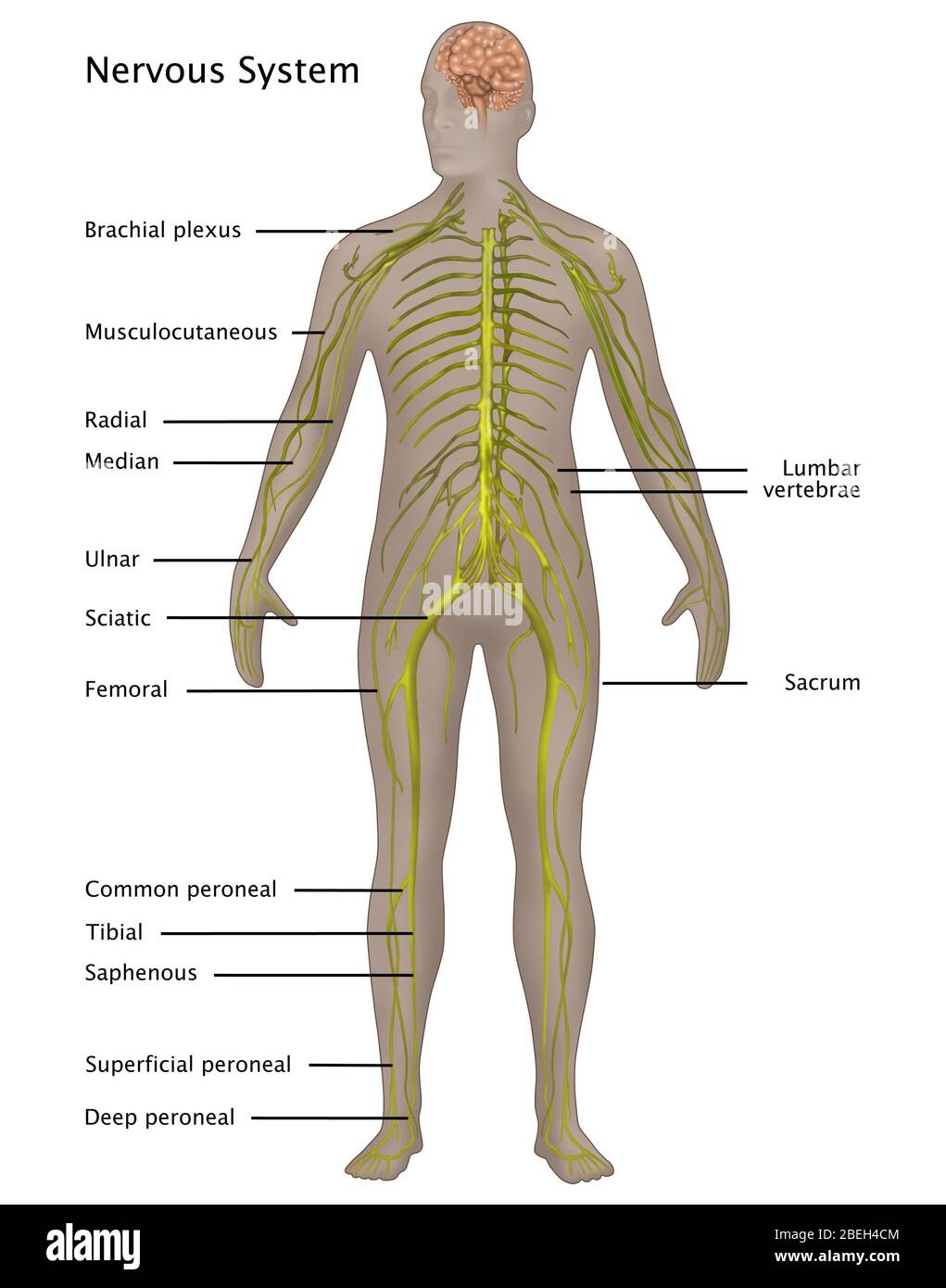 Nervensystem in der männlichen Anatomie Stockfoto