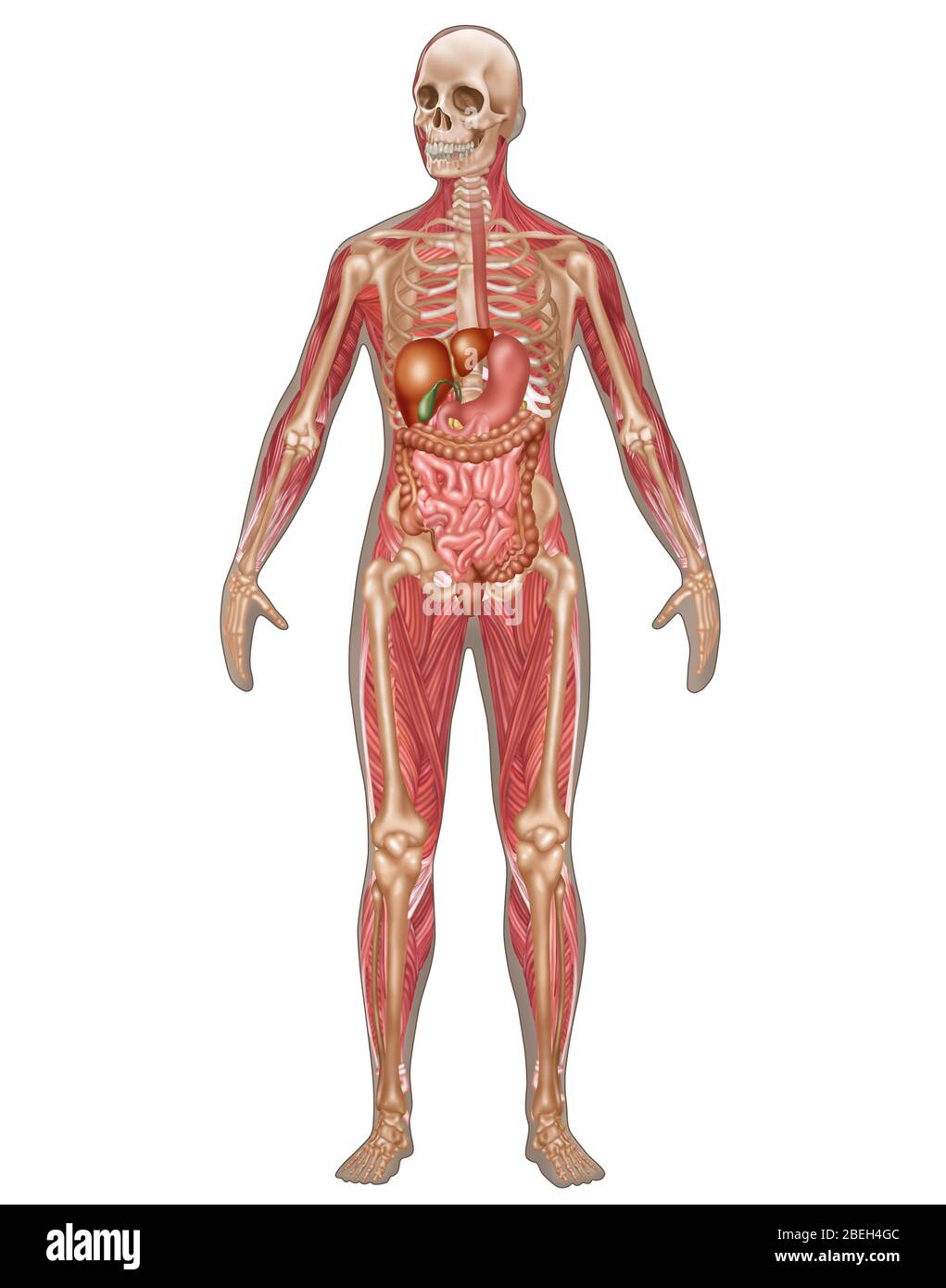 Verdauungs-, Skelett- Und Muskelsysteme, Weiblich Stockfoto