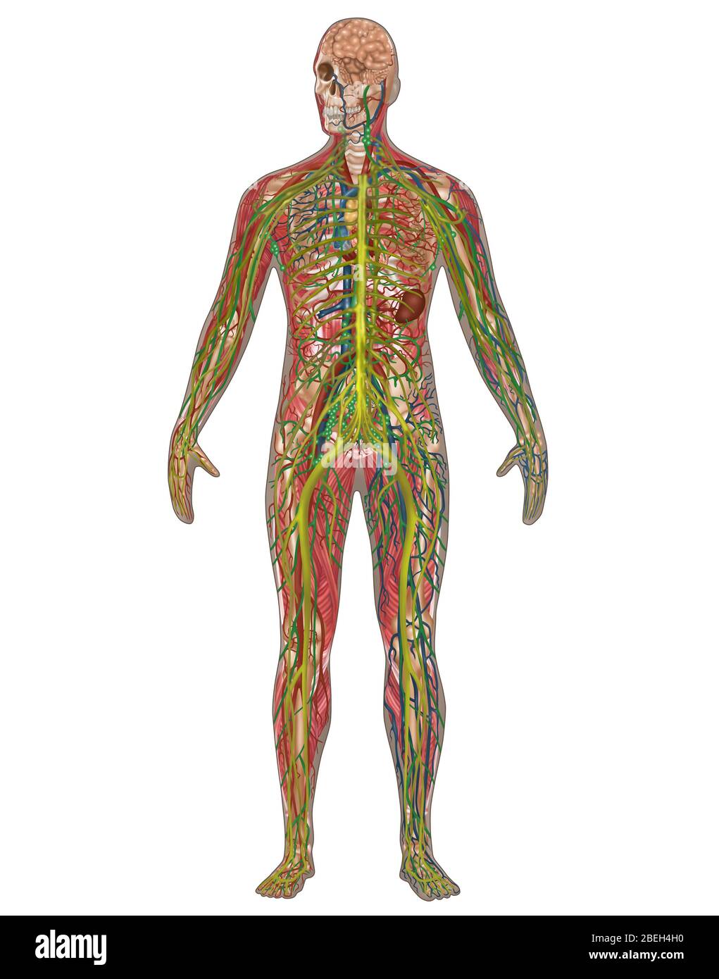 5 Körper-Systeme in der männlichen Anatomie Stockfoto