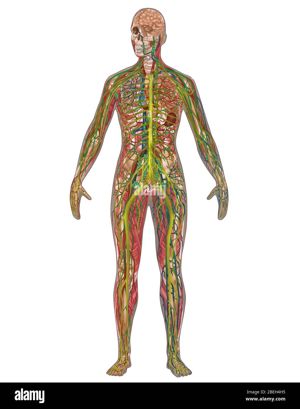 5 Körpersysteme in der weiblichen Anatomie Stockfoto