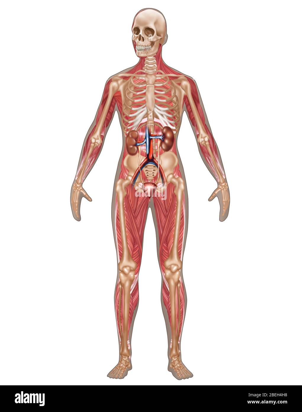 Harnwege, Skelett Und Muskelsysteme, Weiblich Stockfoto