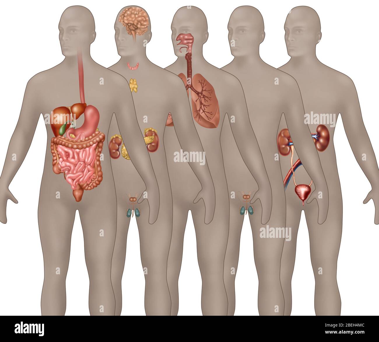 Organsysteme in der männlichen Anatomie Stockfoto